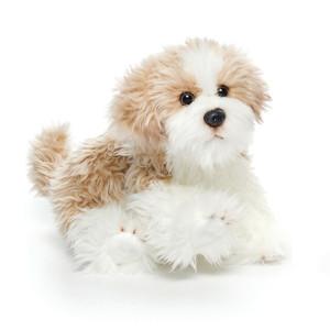 Maltipoo