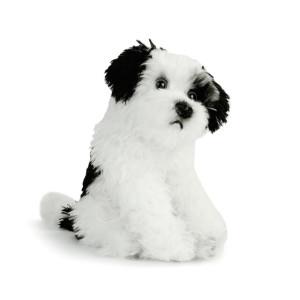 Rescue Terrier Mix