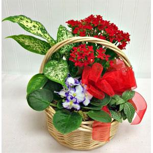 Blooming Basket Garden