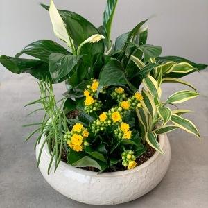 Classic Dishgarden