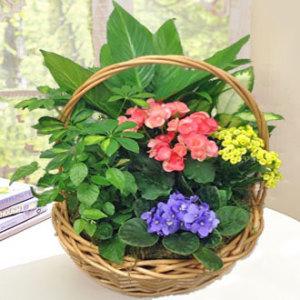 Large Basket Garden