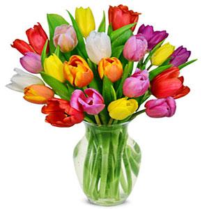 24 Assorted Skagit Valley Tulips